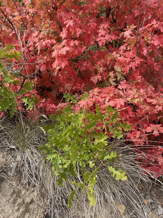 Spanish Oaks Campground Picture 6