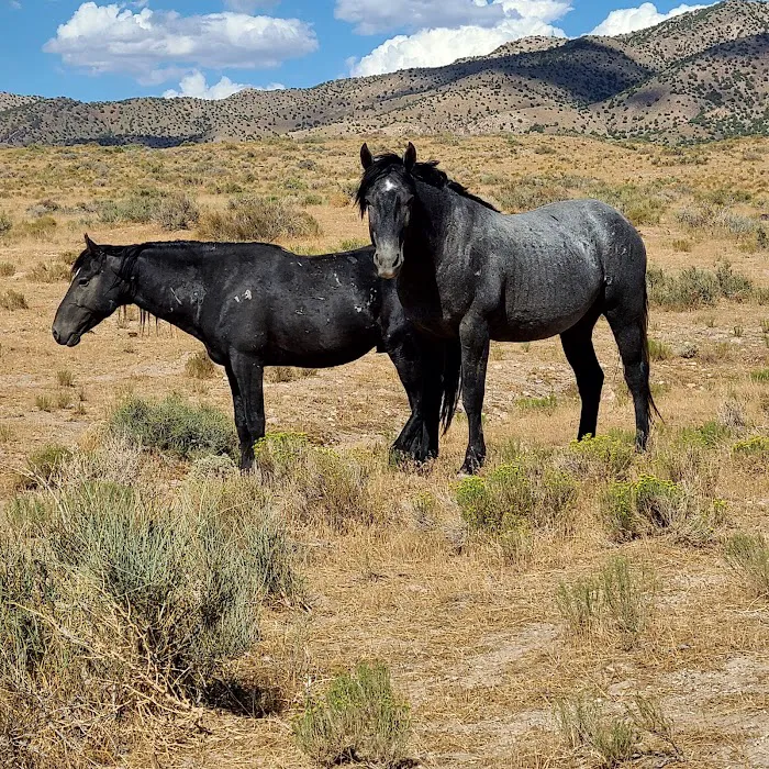 Simpson Springs Campground Picture 6