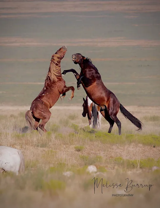 Simpson Springs Campground Picture 4