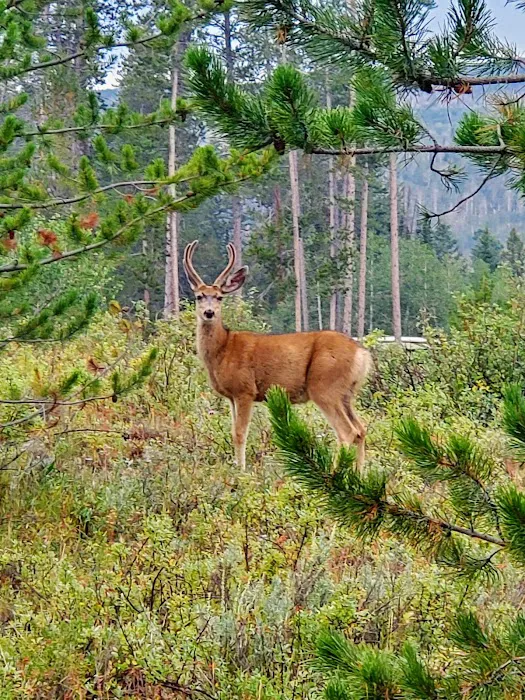 Lodgepole Campground Picture 4