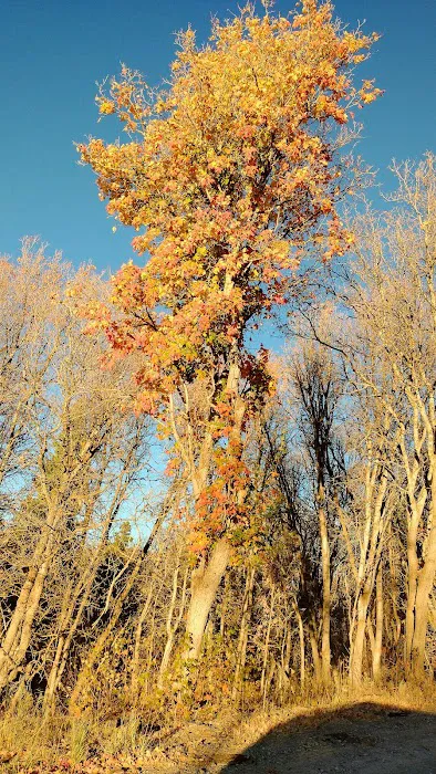 Balsam Campground Picture 6