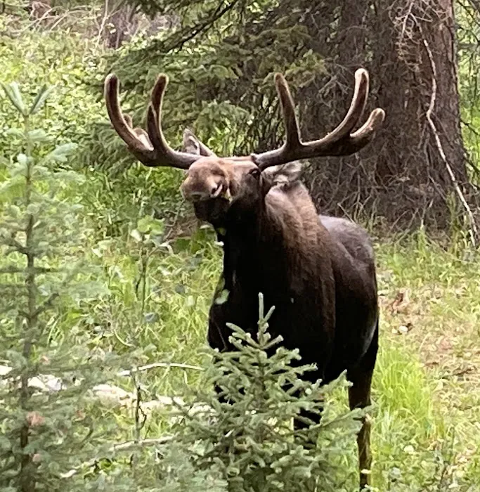 Zions Peak Recreation Camp Picture 10