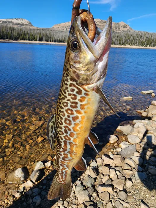 Trial Lake Campground Picture 7