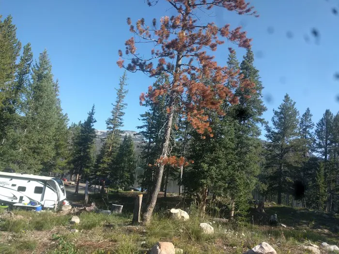 Trial Lake Campground Picture 10