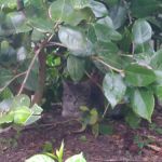 Whispering Pines Mobile Home