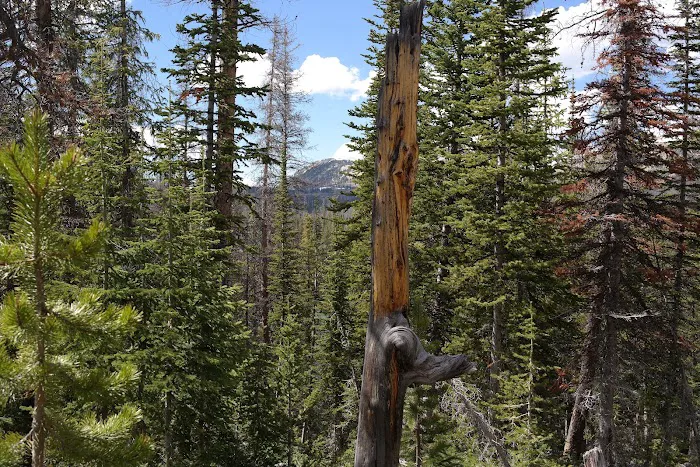 Lilly Lake Campground Picture 1