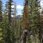 Lilly Lake Campground