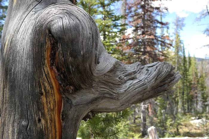 Lilly Lake Campground Picture 2