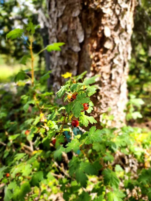 Lost Creek Campground Picture 6