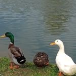 Heart of Georgia RV Park