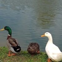 Heart of Georgia RV Park ico