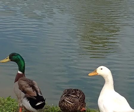 Heart of Georgia RV Park