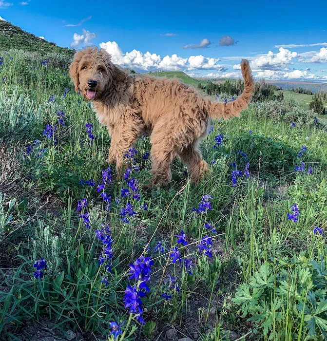 Wolf Creek Campground Picture 9