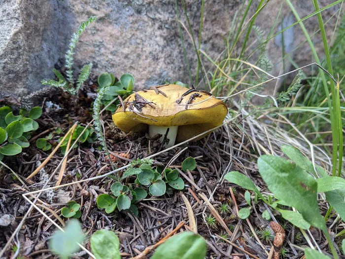East Portal Dispersed Campground Picture 10