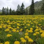 Iron Mine Campground