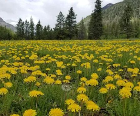 Iron Mine Campground
