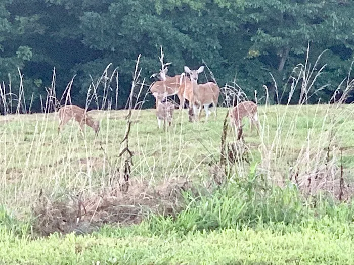 Campfire Ridge RV Park Picture 4