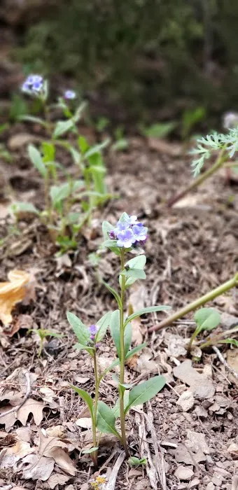 Maple Bench Campground Picture 1