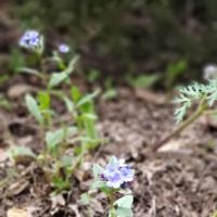 Maple Bench Campground ico