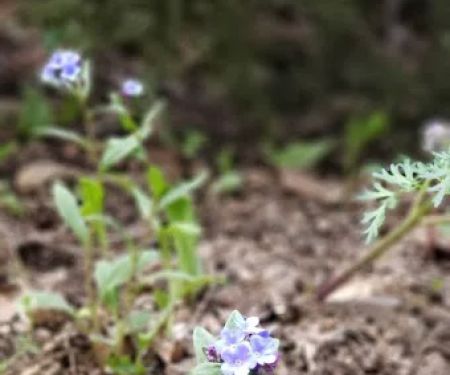 Maple Bench Campground