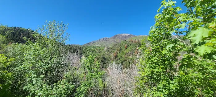 Maple Bench Campground Picture 7