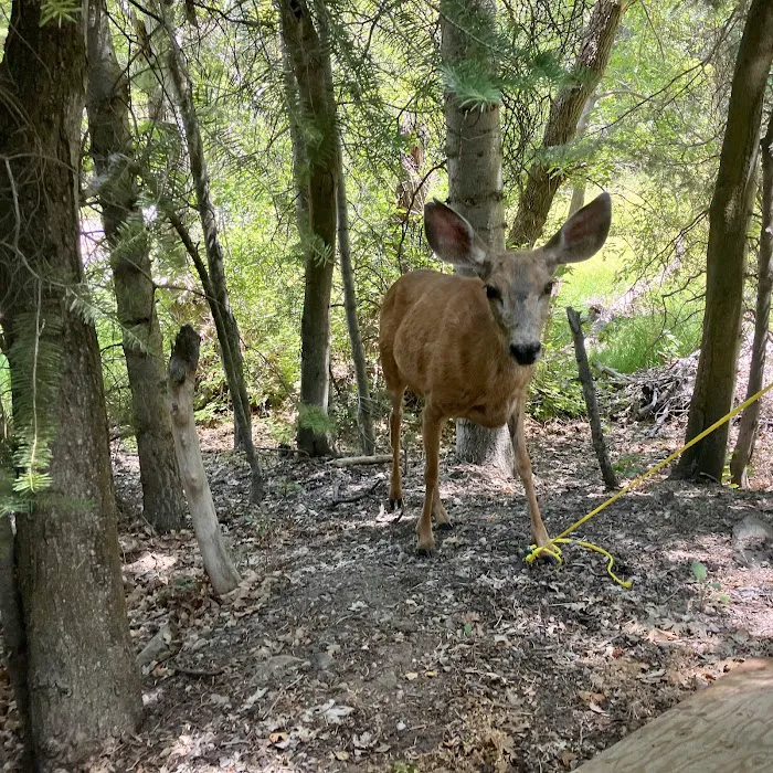 Maple Bench Campground Picture 8