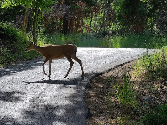 Maple Lake Campground Picture 6