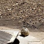 Payson Lakes Group Campsite C