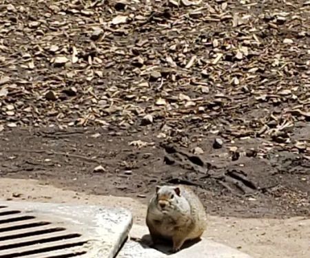 Payson Lakes Group Campsite C