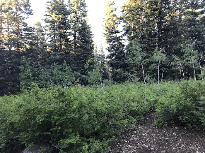 Payson Lakes Campground Picture 9