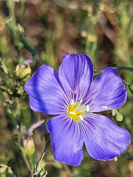 Diamond Fork Campgrounds Picture 3