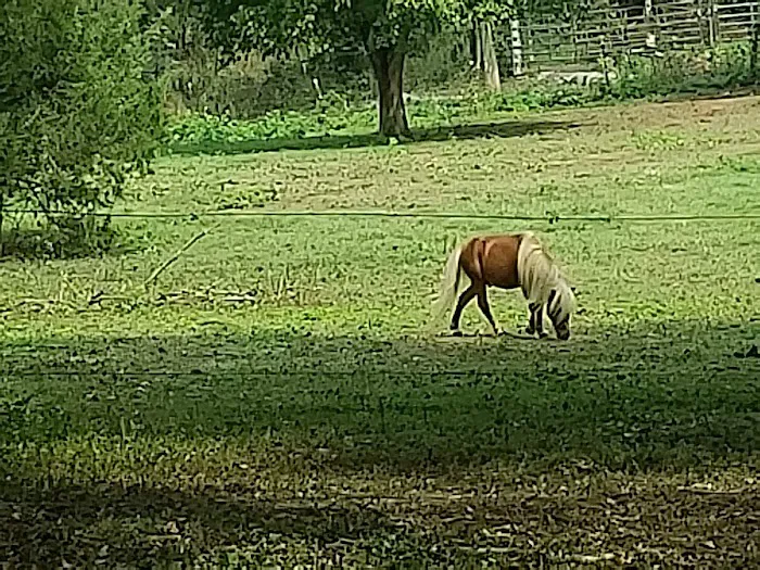 River Road RV Prk & Horse Cmp Picture 8