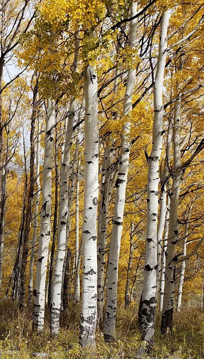 Chicken Creek West Picture 9