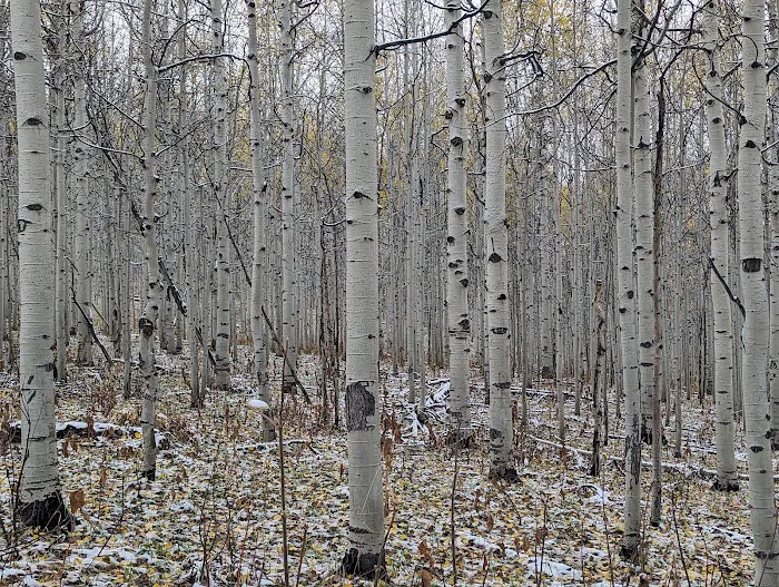 Mud Creek Camping Area Picture 7