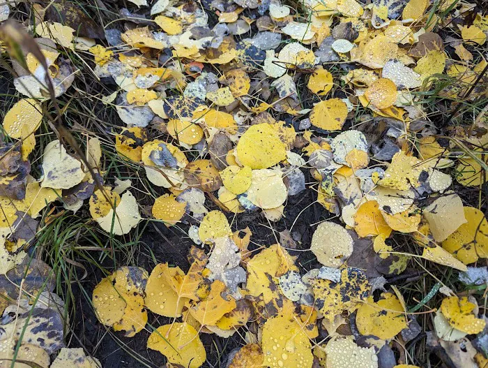 Mud Creek Camping Area Picture 5