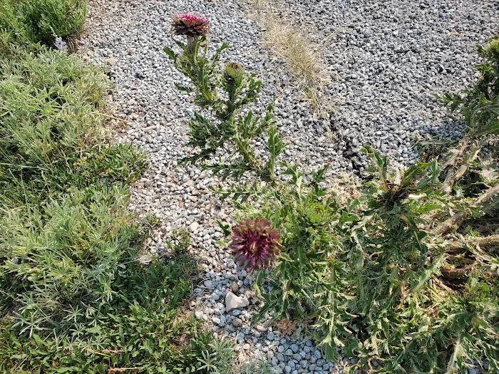 Strawberry Bay Group Campground Picture 9