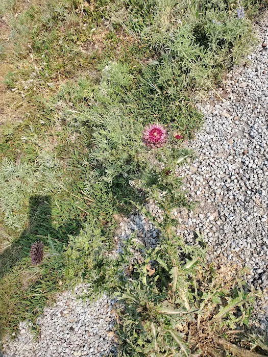 Strawberry Bay Group Campground Picture 10