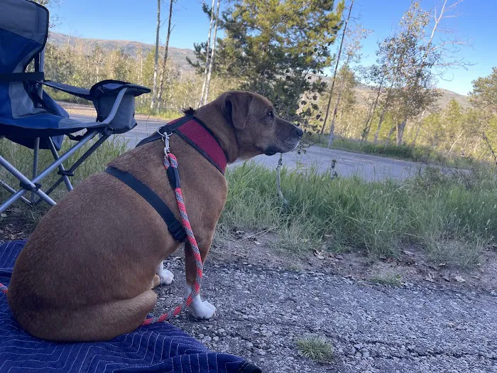 Currant Creek Campground Picture 5