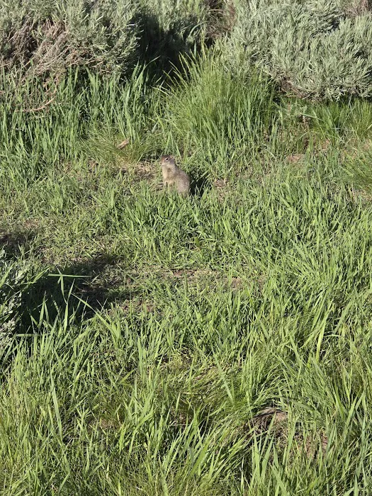 Strawberry Bay Campground Loop F Picture 9