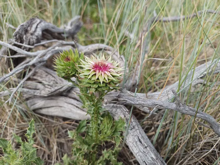 Strawberry Bay Campground Loop B Picture 8