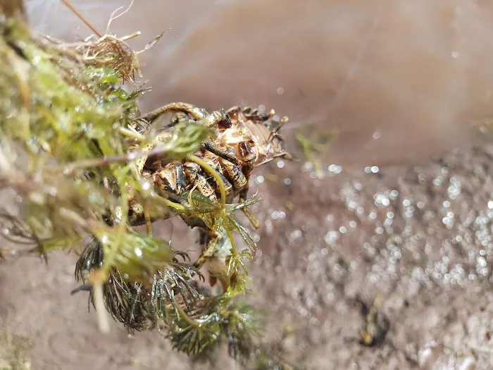 Strawberry Bay Campground Loop B Picture 6