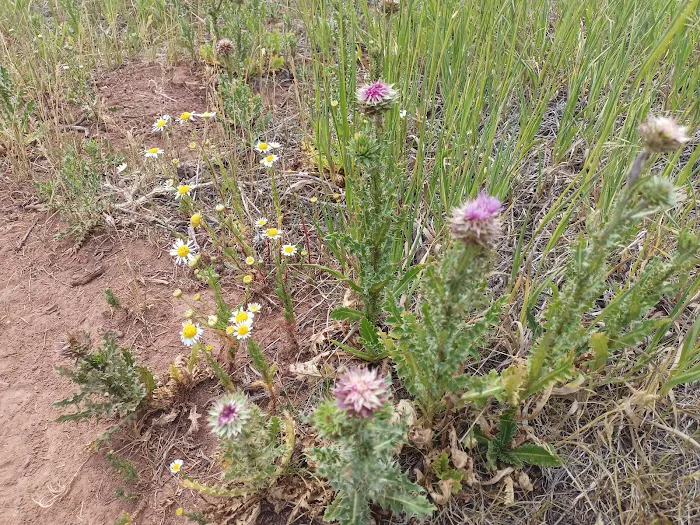 Strawberry Bay Campground Picture 6