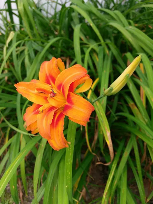 Cherokee Cove RV Park Picture 4