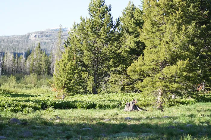 Sulphur Campground Picture 10