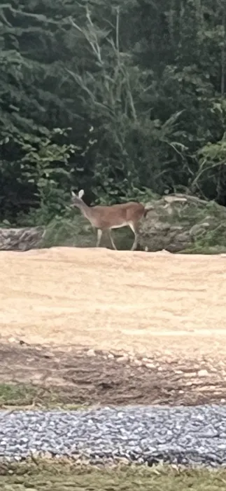 Above The Pocket RV Park Picture 4