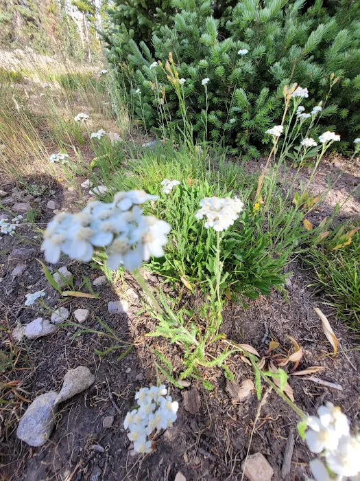 Butterfly Lake Campground Picture 7