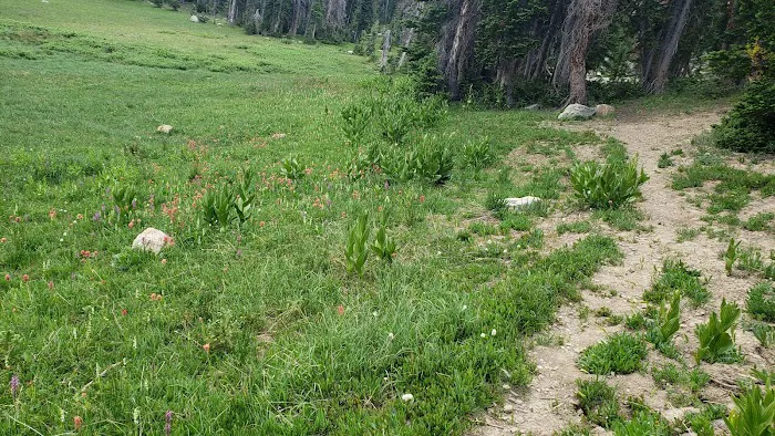 Moosehorn Campground Picture 8