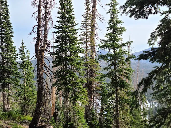 Moosehorn Campground Picture 9