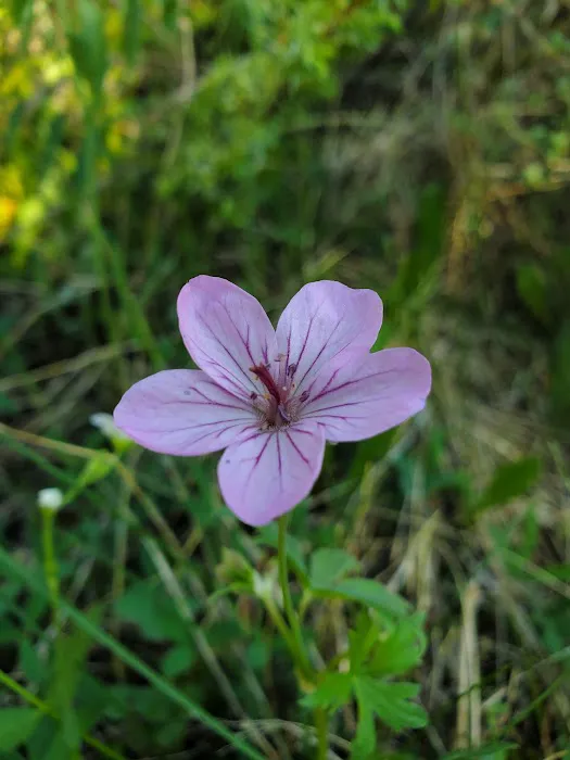 Hayden Fork Campground Picture 1