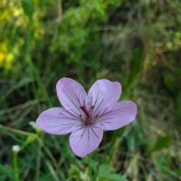 Hayden Fork Campground ico